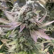 Pineapple Chunk Mainlining + manifolding