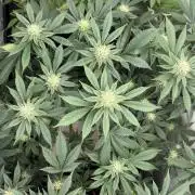 Pineapple Chunk Mainlining + manifolding