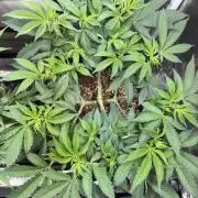 Pineapple Chunk
