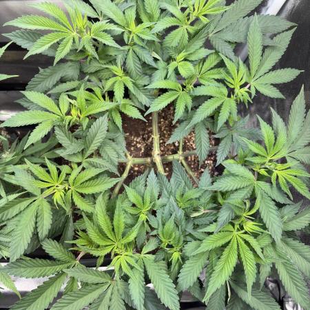 Pineapple Chunk
