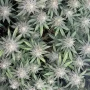 Runtz von Barneys Farm