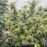 Pineapple Chunk Mainlining + manifolding