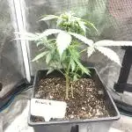 Alien Kush Auto (7L Plastic)
