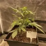 Alien Kush Auto (10L Plastic)