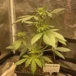 Cherry Kush Auto