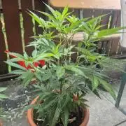 Double Kush Cake MJberlin