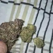 Jelly dontuz humboltseedco