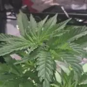 GG4 SHERBERT FF 420FASTBUDS vegitation