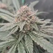 GG4 SHERBERT FF 420FASTBUDS flower...