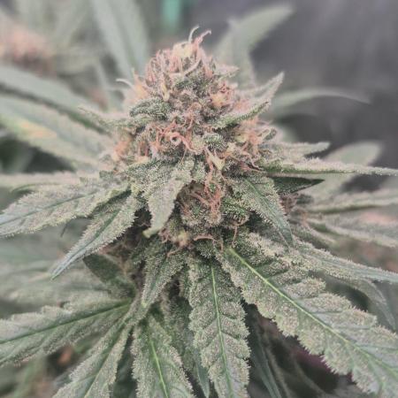 GG4 SHERBERT FF 420FASTBUDS flower...