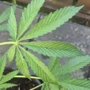 stickyberry mints xxl sensiseeds