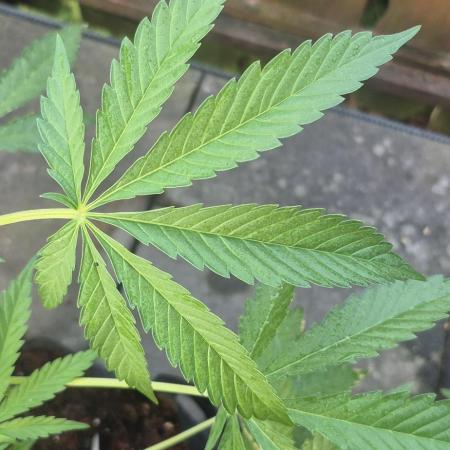 stickyberry mints xxl sensiseeds