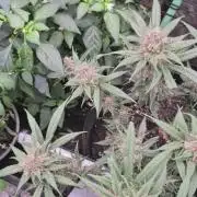 FF trop.cookies 420fastbuds