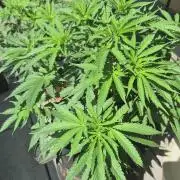The new jelly donutz pheno # 4