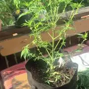 GG4 SHERBERT FF 420FASTBUDS flower...