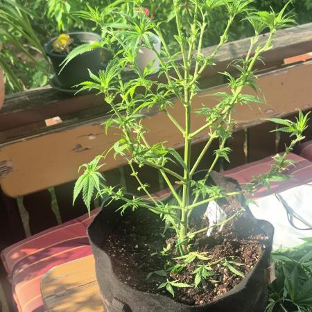 GG4 SHERBERT FF 420FASTBUDS flower...