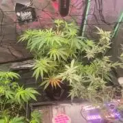 Flower tent 3x4 vivosun 4500wled