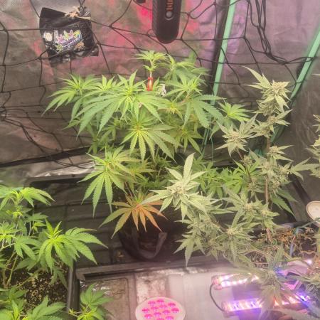 Flower tent 3x4 vivosun 4500wled