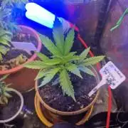GG4 SHERBERT FF 420FASTBUDS GERMINATION