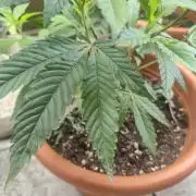 The next episode.. sensi seeds MJberlin