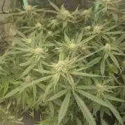 GG4 SHERBERT FF 420FASTBUDS flower...