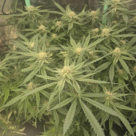 GG4 SHERBERT FF 420FASTBUDS flower...