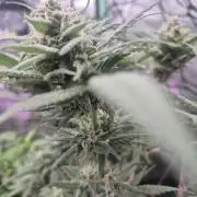 FF trop.cookies 420fastbuds