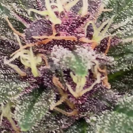 Banana Purple Punch Auto-TheUrbanRhino