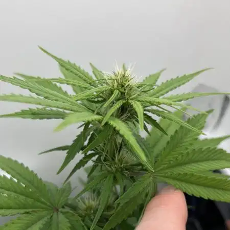 First grow