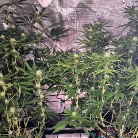 Banana Split Symphony – 2-Plant SCROG in the 120 × 60 Jungle