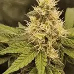 Banana Split Symphony – 2-Plant SCROG in the 120 × 60 Jungle