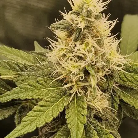 Banana Split Symphony – 2-Plant SCROG in the 120 × 60 Jungle