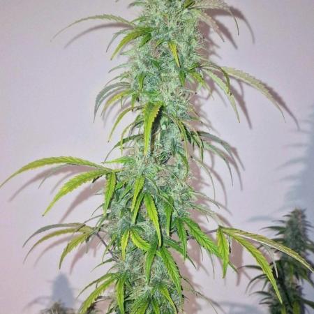Goatlato Auto