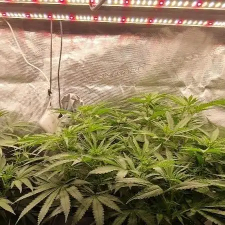 Banana Split Symphony – 2-Plant SCROG in the 120 × 60 Jungle