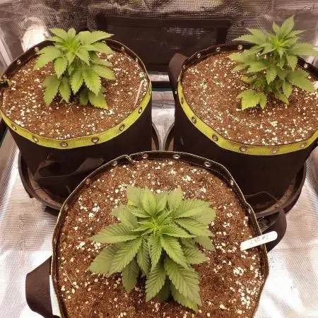 LSD von Barneys Farm