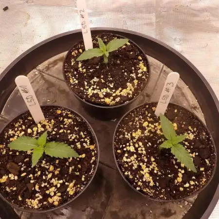 LSD von Barneys Farm