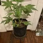 420 purple lemonade plant #2