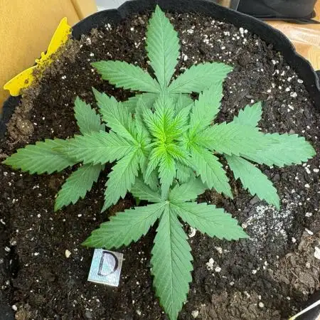 Bruce Banner Auto