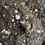 Godzilla Cookies Auto