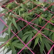 Godzilla Cookies Auto