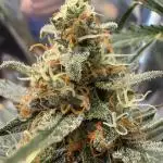 Bruce Banner Auto