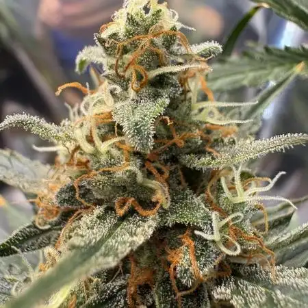 Bruce Banner Auto