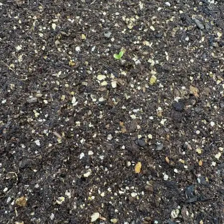 Bruce Banner Auto - Grow #3