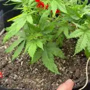 Godzilla Cookies Auto