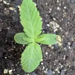 Godzilla Cookies Auto