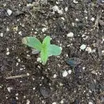 Godzilla Cookies Auto