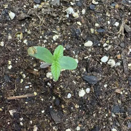 Godzilla Cookies Auto