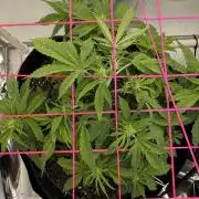 Godzilla Cookies Auto