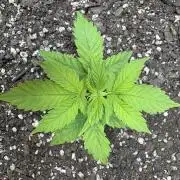 Godzilla Cookies Auto