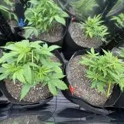 Godzilla Cookies Auto